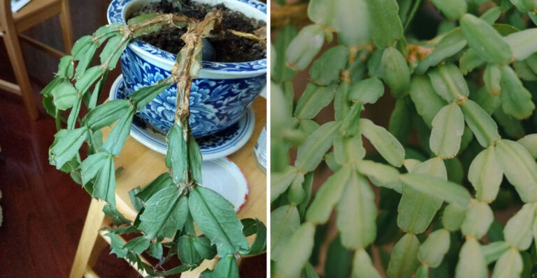 Why Christmas Cactus Leaves Look Wrinkled In Late Summer, And What To Do About It