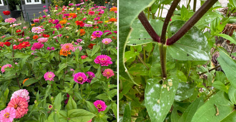 Stop Overwatering Your Georgia Zinnias During Thunderstorm Season