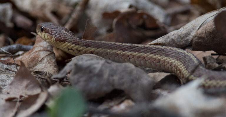 Garter snake