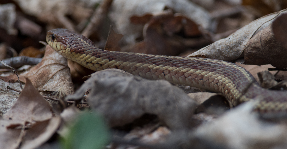 Garter snake