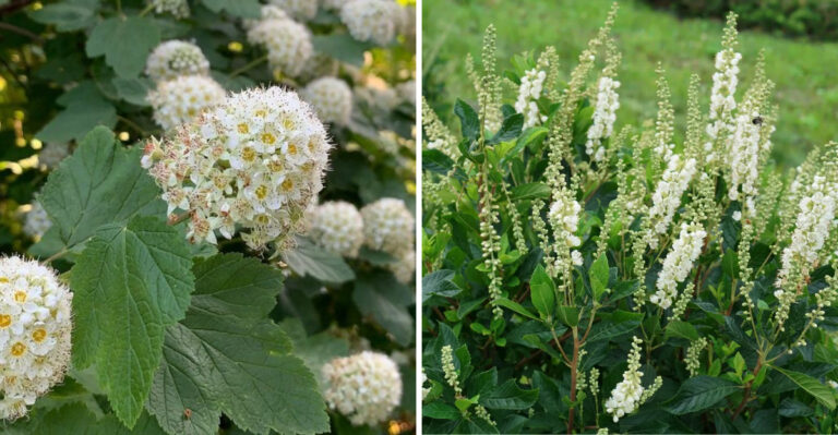 7 Native Pennsylvania Shrubs That Create Dense Shade Without Constant Cleanup