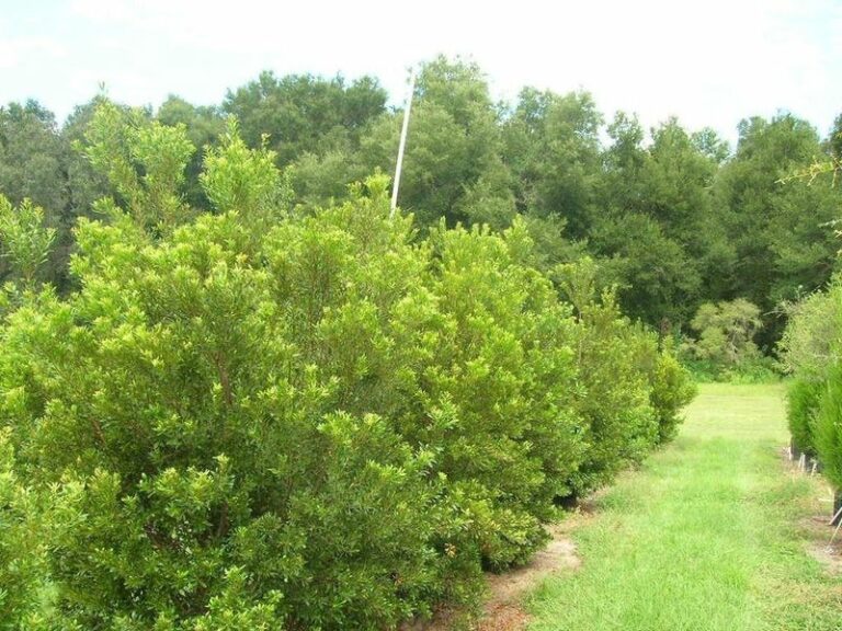 The One Native Shrub That Screens A Chain-Link Fence In North Carolina Yards Where Nothing Grows