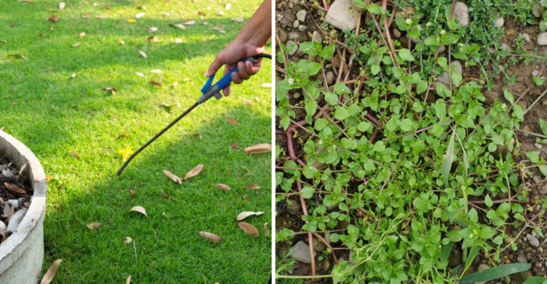 Do This September Lawn Task Before Georgia’s Worst Winter Weeds Start Growing