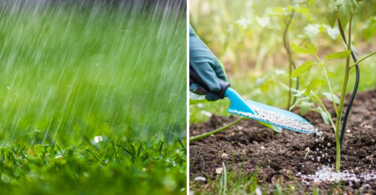 Stop Adding Fertilizer To North Carolina Garden Beds Right Before A Thunderstorm