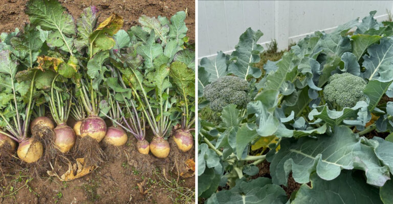 The Arizona Vegetables That Grow Best When September Nights Start Cooling