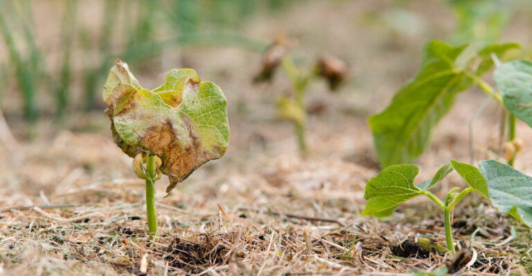 What North Carolina Gardeners Must Do To Bush Beans In August For A Late Harvest