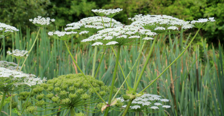 This Roadside Virginia Plant Leaves Marks That Last For Months