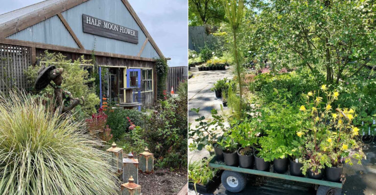 The Best California Nurseries For Drought-Tolerant Native Plants Most Garden Centers Never Stock
