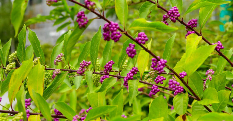 This Texas Native Shrub Is Worth Adding When Fall Planting Season Starts