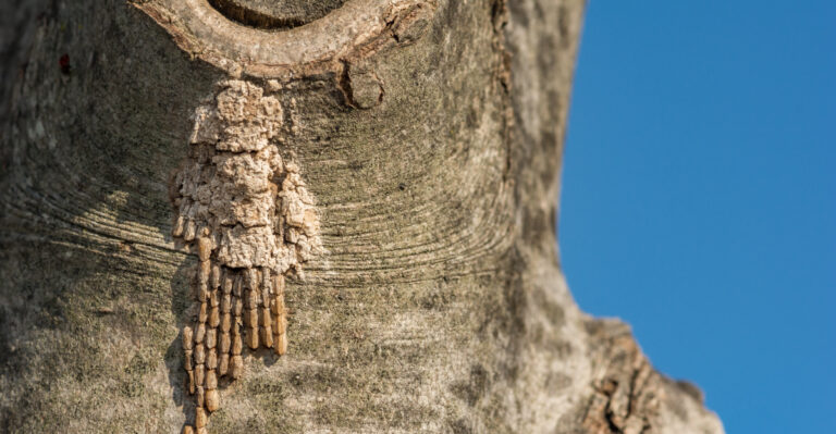 The Egg Masses Appearing On Virginia Tree Trunks Before The First Frost