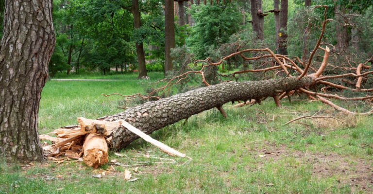 Michigan Trees You May Need Permission To Remove After A Storm