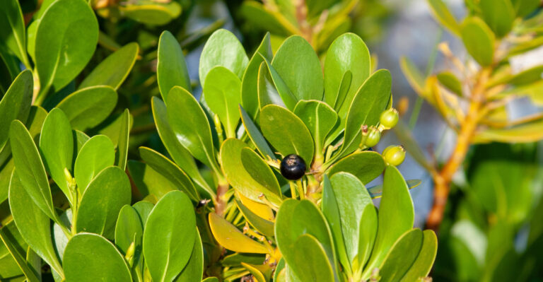 The Boxwood Alternative Maryland Landscapers Wish More People Knew About