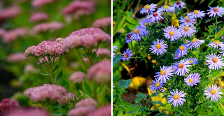 The Illinois Perennials You Should Divide Before August Ends And What Not To Touch