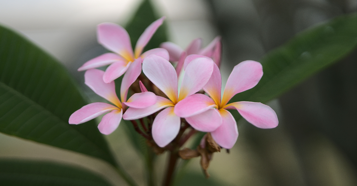 plumeria