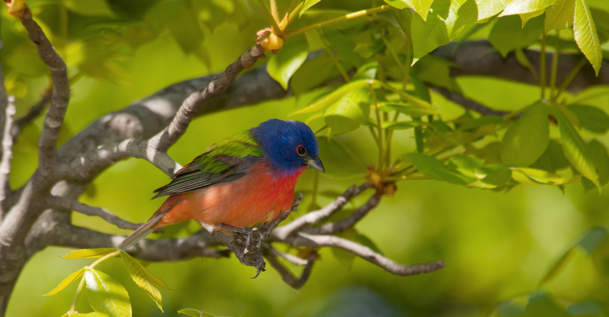 painted bunting