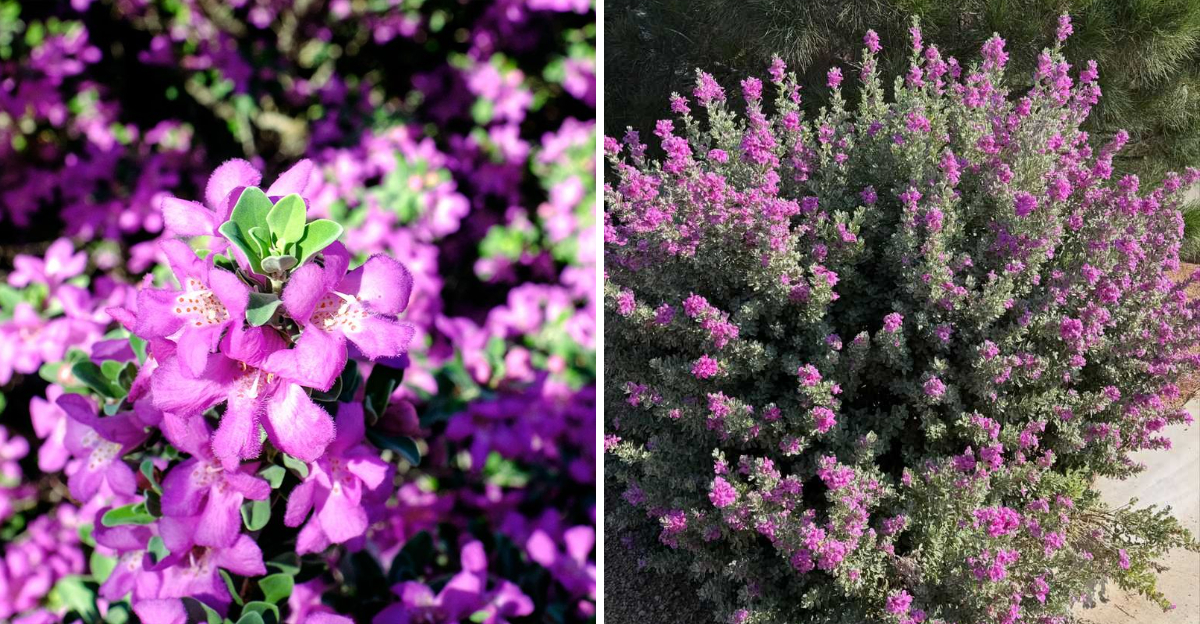 texas sage