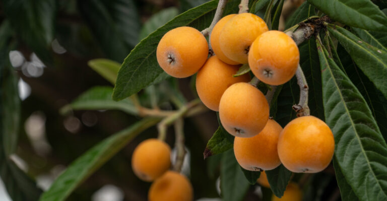 Why Loquat Trees Are California’s Most Overlooked Backyard Fruit Tree