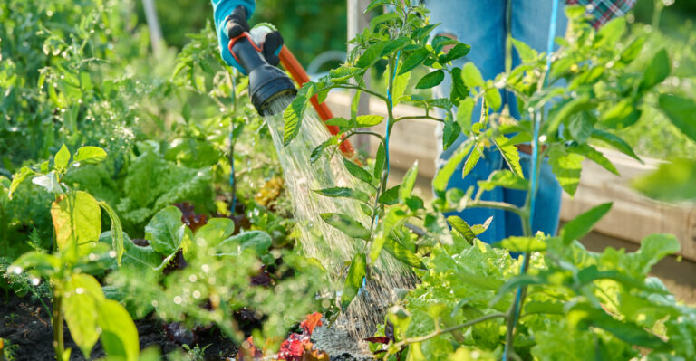 watering garden
