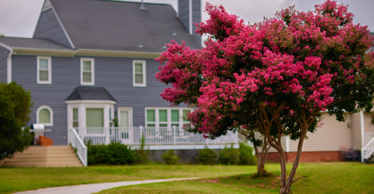 The Crape Myrtle Pruning Rule Every Texas Homeowner Should Know Before August Ends