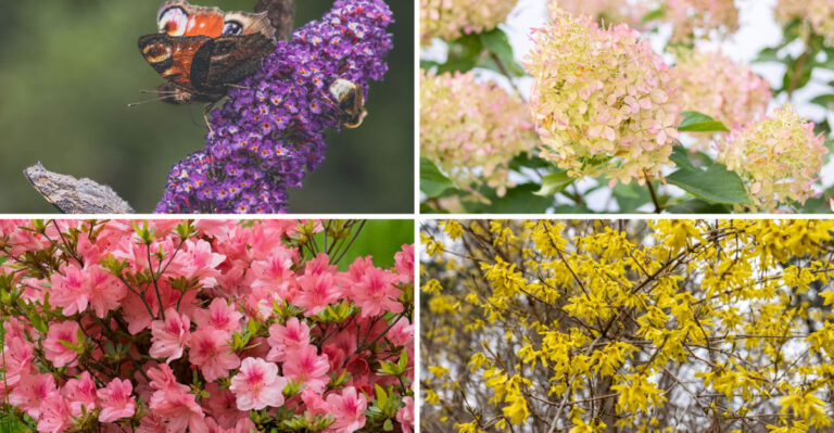 The Maryland Shrubs To Prune This August And The Ones To Leave Alone