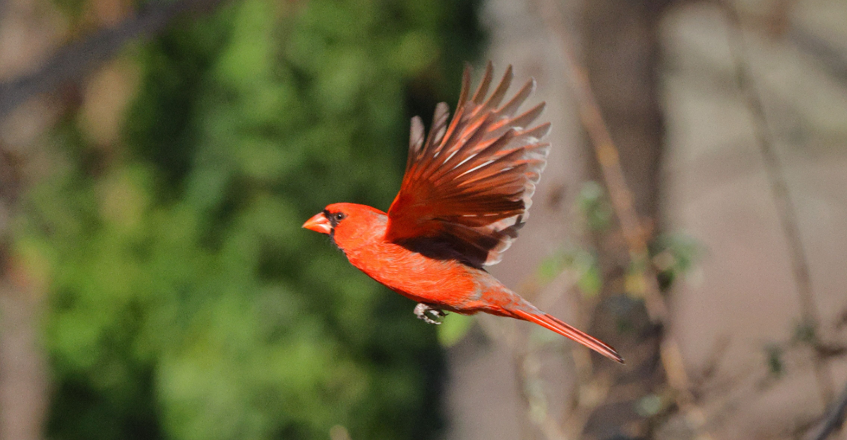 Cardinal (featured image)