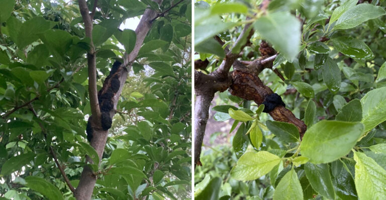 What Black Knot Looks Like On Michigan Cherry And Plum Trees Before Pruning Spreads The Disease