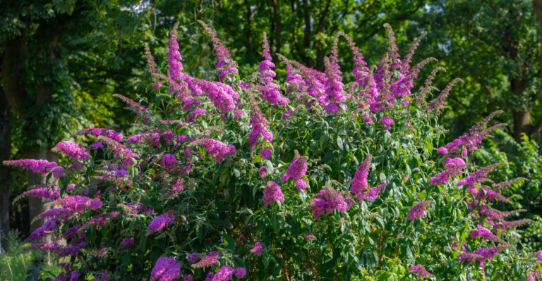 The Invasive Shrub Oregon Gardeners Should Remove Before It Takes Over The Backyard