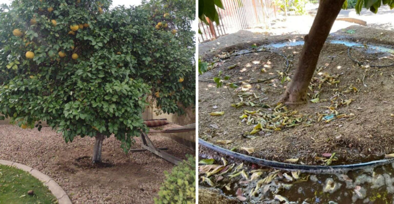 Arizona Homeowners Are Digging Basins Instead Of Watering Trees By Hand