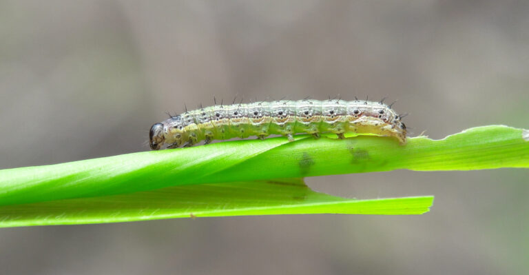 The Soap Test Georgia Homeowners Use To Catch Armyworms Early