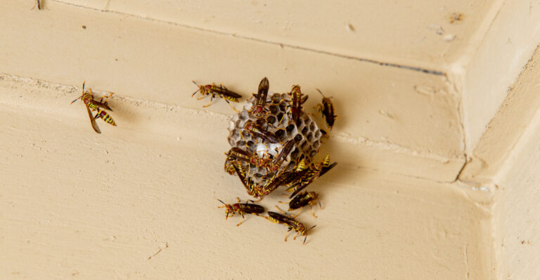 These Common Porch Light Mistakes Are Bringing Wasps To Your New Jersey Home