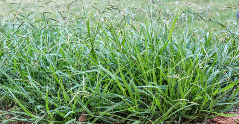 8 Things Massachusetts Lawns Need Before August Ends To Stay Ahead Of Crabgrass