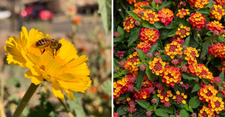 These Are The Arizona Flowers That Take Full Sun Without Fading