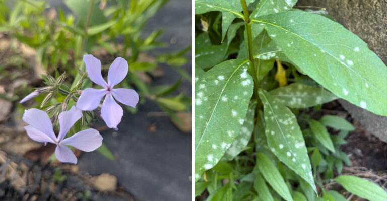 What Yellow Leaves On Your Michigan Phlox Are Actually Trying To Tell You