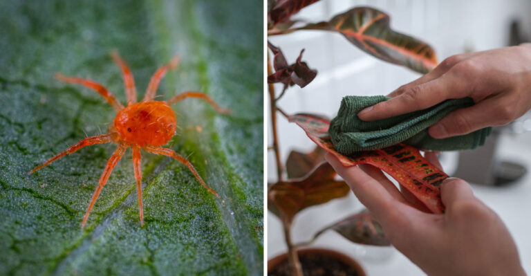 Why Spider Mites Are Swarming Maryland Houseplants This August, And How To Stop Them