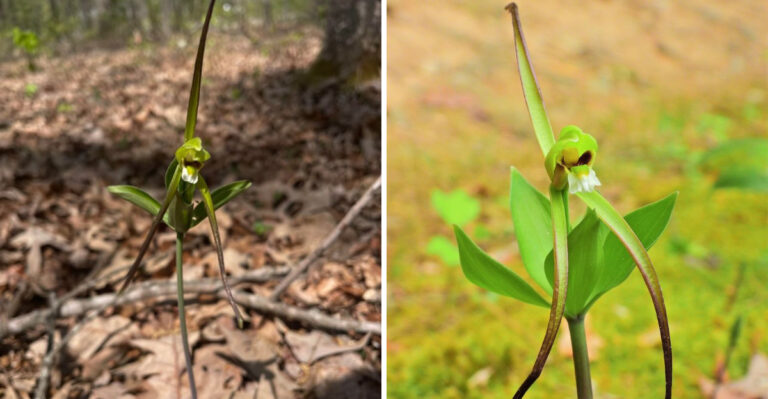 Protect Virginia’s Rarest Woodland Orchid Before It’s Gone
