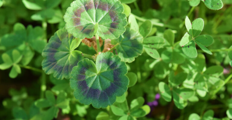 7 Reasons Your Geraniums Produce Leaves Instead Of Flowers