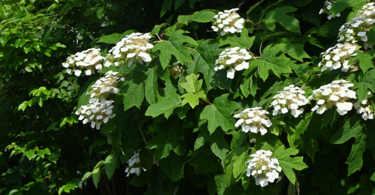 oakleaf hydrangea (featured image)