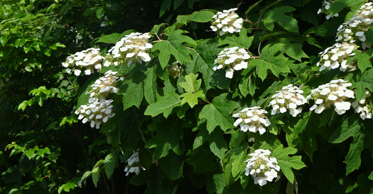 oakleaf hydrangea (featured image)