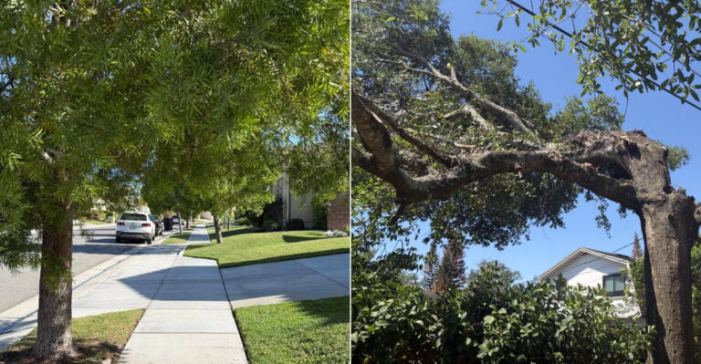 Can You Trim A City Street Tree That Hangs Over Your Oregon Property?