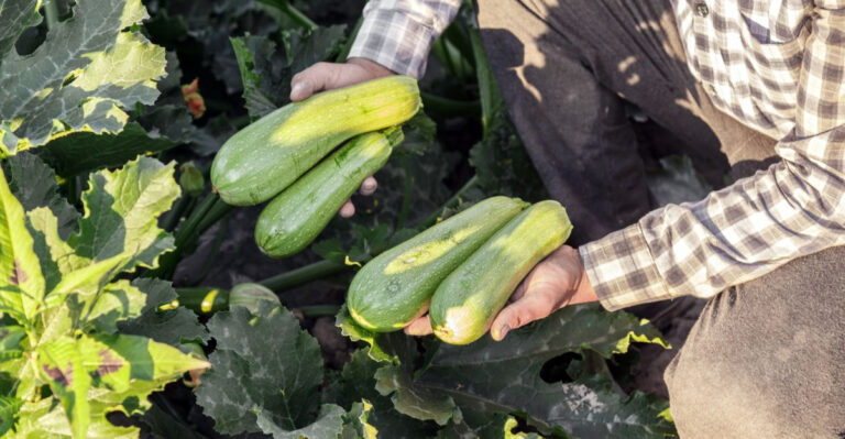 This Is When And How To Harvest Zucchini In Ohio For Maximum Yields