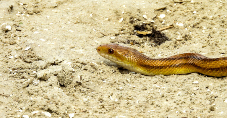 Eastern rat snake