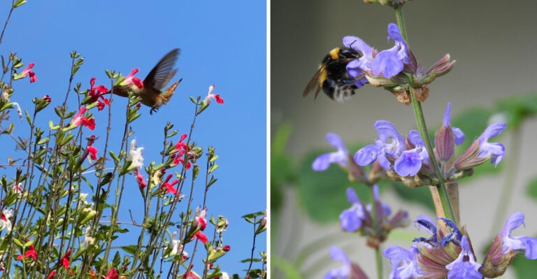 Why Some Texas Gardeners Are Replacing Heat Stressed Ornamentals With Salvias