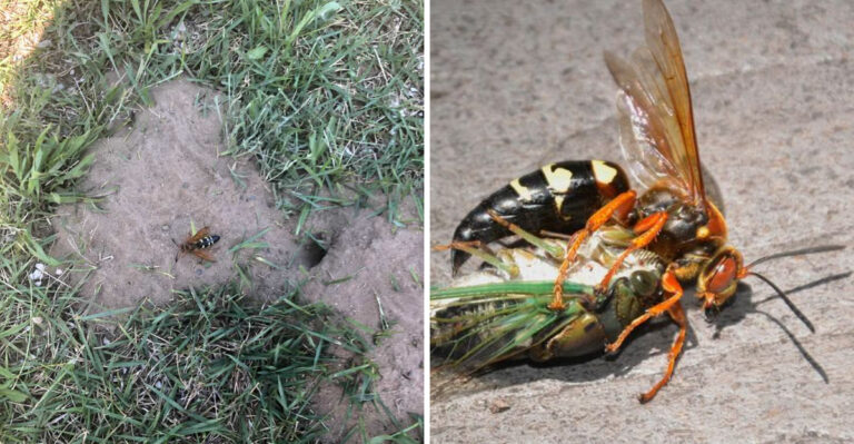 The Giant Wasps Digging Holes In California Yards Are Not What Homeowners Think
