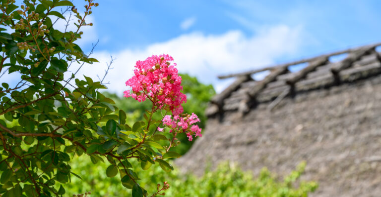 Crape Myrtles (featured image)