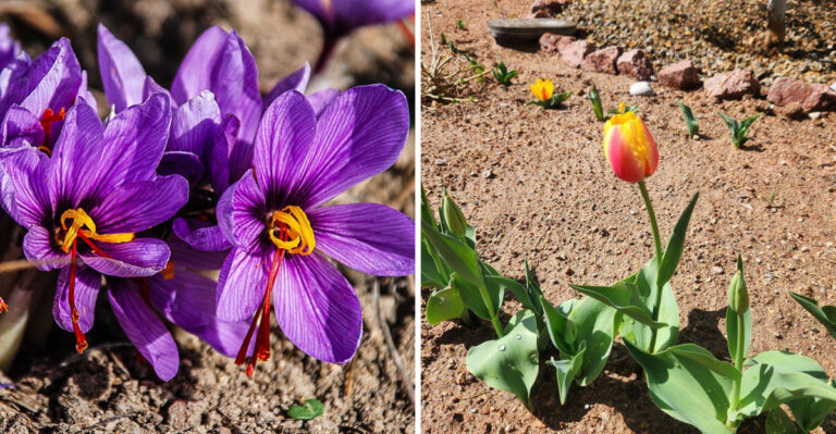 The Flowering Bulbs Arizona Gardeners Can Plant This September