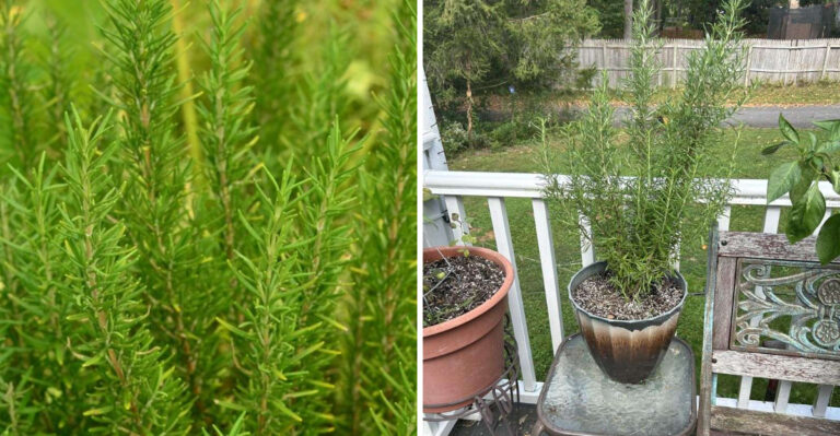 The Most Underrated Pennsylvania Patio Herb That Repels Mosquitoes All Summer