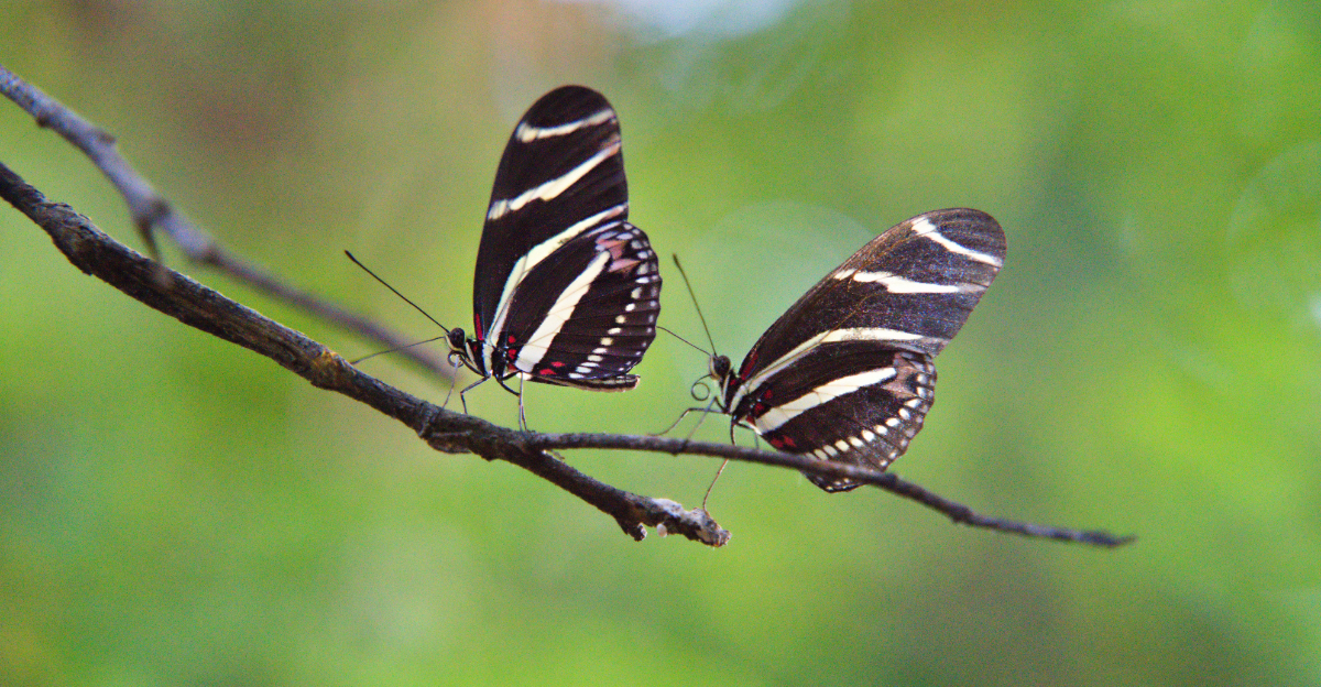 zebra longwing butterflies