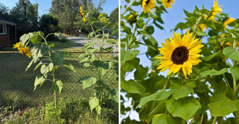The One Thing North Carolina Sunflowers Need Today Or Saturday Storms Will Destroy Them