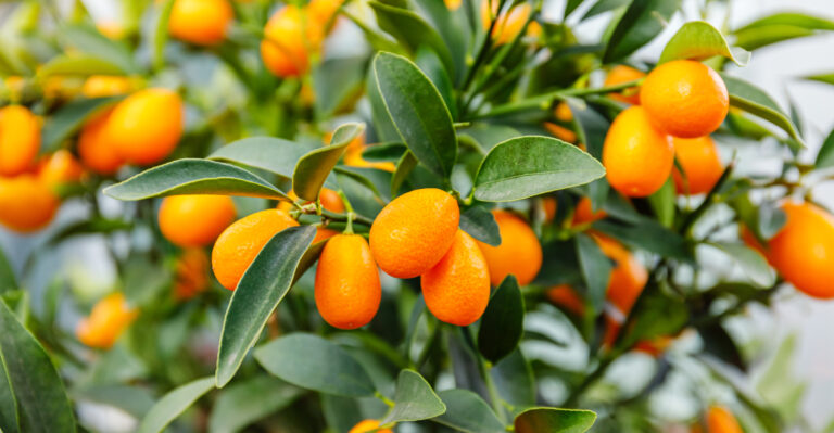 The Easiest Citrus Variety California Gardeners Aren’t Growing Yet