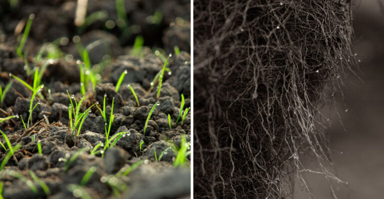 Why Late August Grass Seed Timing Determines Your Virginia Lawn’s Success